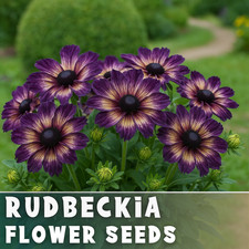 Velvet Dusk Rudbeckia Seeds 125+ Seeds Annual Flower Seeds Garden picture