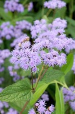 100 PURPLE MISTFLOWER Hardy Ageratum Eupatorium Coelestinum Blue Flower Seeds picture