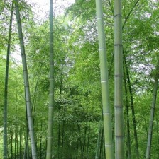 50+Giant Moso Bamboo Seeds Perennial evergreen Grows Edible Bamboo shoots USA picture