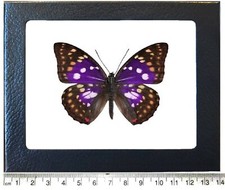 Sasakia charonda coreana black purple white butterfly China framed picture