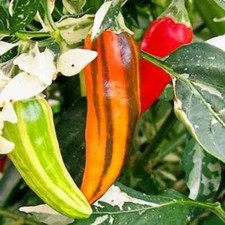 Fish Pepper Seeds (Medium-Hot) | Heirloom / Non-GMO |  | 1286 picture