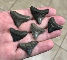RARELY OFFERED JUVENILE/NEWBORN MEGALODON - S.W. FLORIDA - SHARKTOOTH FOSSILS picture