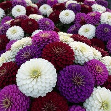 Zinnia GIGANTICA FROSTED MOONLIGHT Mix Romantic Huge Double Blooms 50 Seeds picture