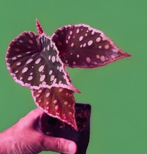RARE Begonia darthvaderiana x malachostica Live Plant potted-terrarium plant picture