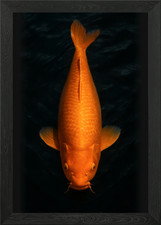 Golden Koi Fish - Orenji Ogon Framed Wall Art Poster Canvas Print Picture picture
