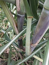 *LOUISIANA HEIRLOOM  PURPLE SUGARCANE  SYRUP  3 CUTTINGS FRESH * picture