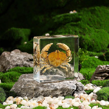 Real Crab Specimen in Resin Taxidermy Display for Collectors 3x3x1 inch picture
