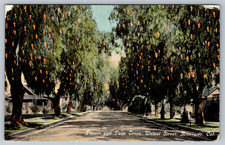 c1910s Pepper Palm Trees Walnut St Riverside CA Benham Postcard picture