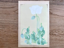 Japanese Woodblock Print “PAPAVEN SOMNIFERUM” Tsuchiya Rakuzan Flower Antique picture