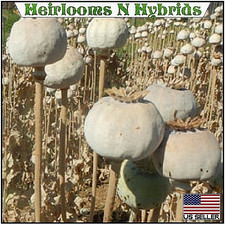 10,000 Authentic Untreated Imported Hungarian Papever Somniferum Poppy Seeds picture