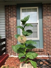 1000 Habano Tobacco Seeds ~ For Cigar Wrapper  + FREE SEEDS picture