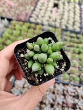 2”pot Succulent Plants  Adromischus oviforme picture