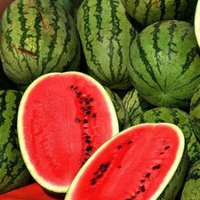 Jubilee Improved Watermelon Seeds | Heirloom / Non-GMO |  | 1040 picture
