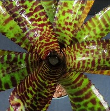 Bromeliad Neoregelia Hannibal Lecter picture