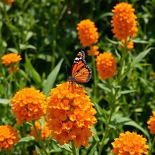 Milkweed Orange Perennial Tuberosa Monarch Butterfly Non-GMO  100 Seeds picture