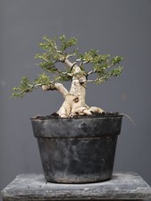 Real Pict Desmodium Blue Bell Bonsai Tree Small Size picture