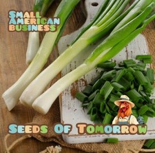 800 Organic Non-GMO Tokyo Long Bunching Green Onion Seeds- With Bonus picture
