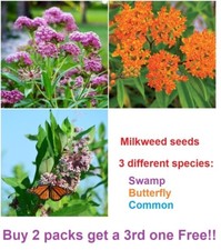 Swamp, Butterfly and Common Milkweed seeds  - 50 seeds of each - 150 seeds total picture