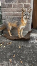 Gray Fox Taxidermy Beautiful Full Body Standing Mount/coyote/Bobcat/Fox picture