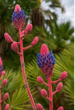Live Plant Puya Venusta Terrestrial Bromeliad  - 4” Grow Pot picture
