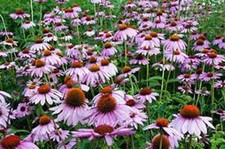 PURPLE CONEFLOWER SEED, 1000 SEEDS,  BEAUTIFUL PURPLE CONEFLOWERS picture