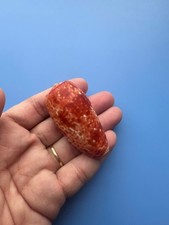 58.3mm | Conus bullatus | BIG size| RED ORANGE color picture