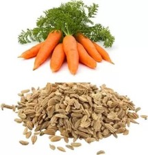 100% Natural Carrot Seeds Gajar K Beej Vegetable Seeds picture