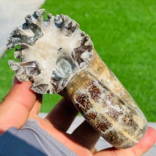 1.37lb Rare Natural Ammonite Mineral Conch Crystal Specimen Healing picture