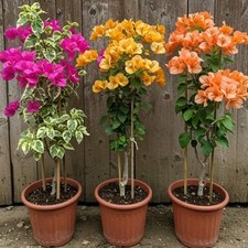 3 Mixed Bougainvillea Live Plants, 5-8