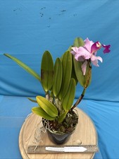 Cattleya Hardyana (warscewiczii X dowiana) Orchid Eros 1st Bloom Seedling 7” Pot picture