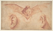 Jusepe de Ribera Vintage Anatomical Study Bat Ears Reprint Wall Art picture