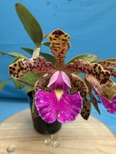 Cattleya Peckhaviensis (aclandiae Tiger X schilleriana coer.) Orchid 5.5” (IM30) picture