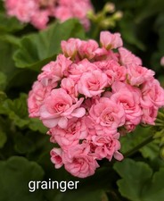 Rosebud Geranium - Antique Grainger- LIVE ROOTED PLANTS picture