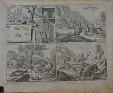 Antique 1774 Engraving Art Bee Keeping Tigers Art Original History German picture