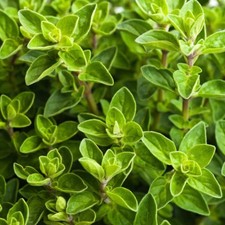 Italian Oregano Herb Seeds, Origanum Vulgare, NON-GMO, Variety Sizes,  picture