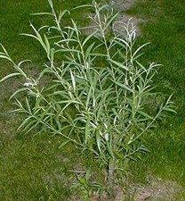 25 Jumbo Hybrid Willow Tree Cuttings - Much Thicker Root Stock - Approx 10 inche picture