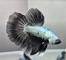 White and Black Samurai Betta picture