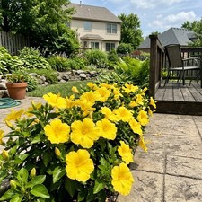 Magnificent 100 Hibiscus Flower Seeds, Dwarf Yellow - Beautiful Perennial picture