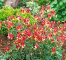 Columbine EASTERN RED Perennial PartShade Attracts Pollinators Non-GMO 500 Seeds picture