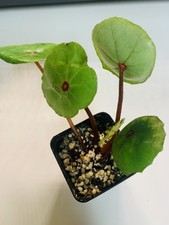 Very rare Begonia Conchifolia “Ruby Red” Live Plant potted- exact plant  picture