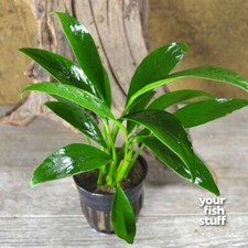 Anubias congensis Live Aquarium Plants Low Light - *BUY 1 GET 1 at 50% OFF picture