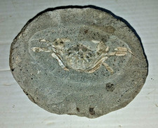 Longusorbis Cuniculosus Crab Fossil Vancouver Island, Canada Upper Cretaceous picture