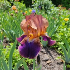 45 Copper Amethyst Bearded Iris Seeds – Bronze & Purple Ruffled Blooms picture