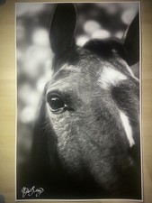 Original Horse Drawing, Signed and Dated picture