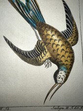 1771 Buffon Hand Colored Copperplate Engraving Very Rare Birds Hummingbirds picture