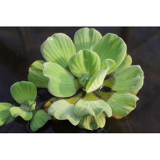 10,6, or 4 LARGE Water Lettuce Easy Live Aquarium/Pond Plants PEST FREE Floating picture