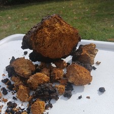 Northern Minnesota, ethically harvested CHAGA  chunks, 1 pound picture