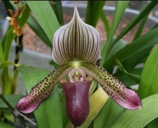 Paphiopedilum Hsinying Alien, In  spike/bud 2.5