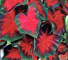 5 Fancy-Leaf CALADIUM Bulbs~FLORIDA CARDINAL~Red & Green Leaves~  picture