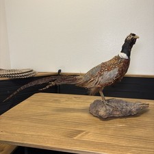 Taxidermy Ringneck Pheasant Mount on Wood Base 25” Long Rustic Lodge Decor *Read picture